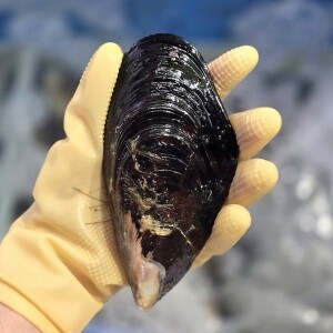 동해안 자연산 섭 1kg