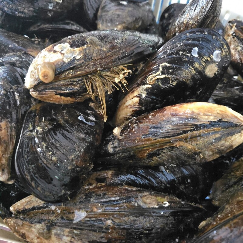 명품대게킹크랩,동해안 자연산 섭 1kg