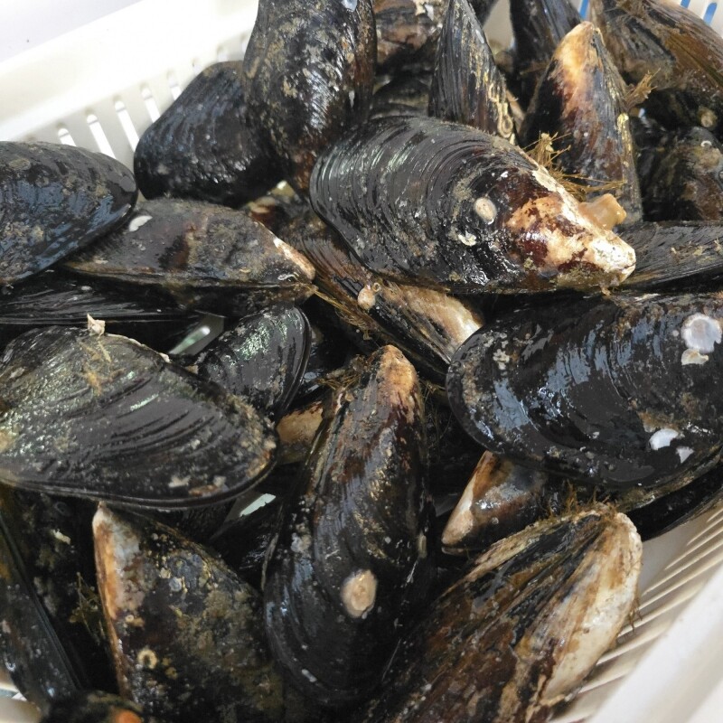 명품대게킹크랩,동해안 자연산 섭 1kg