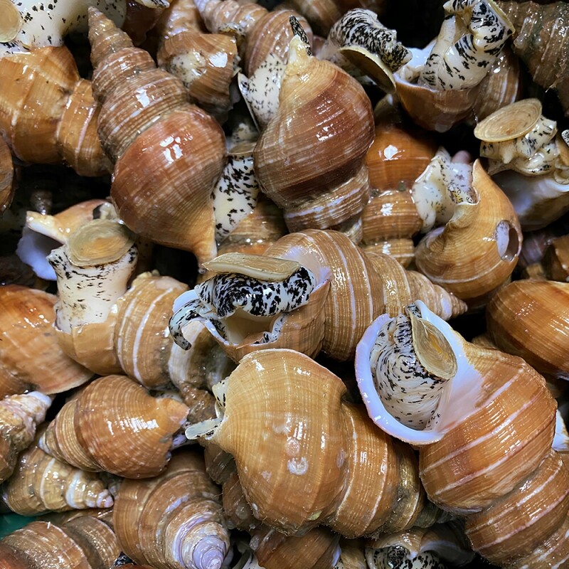 명품대게킹크랩,동해안 자연산 고추골뱅이 1kg(20~25미)