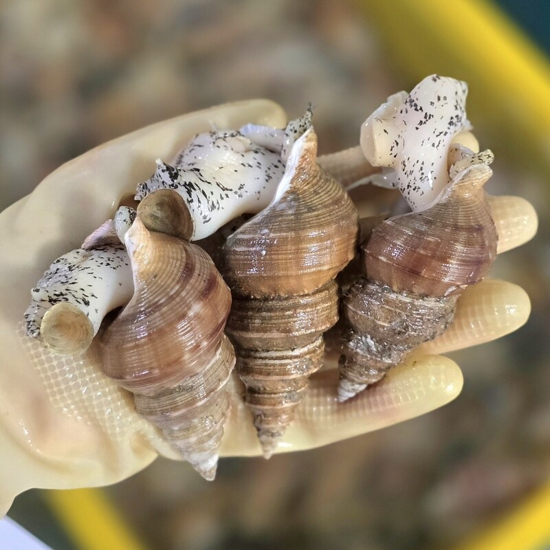 명품대게킹크랩,동해안 자연산 고추골뱅이 1kg(20~25미)