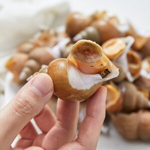 백골뱅이1kg (기본,대,왕) 참골뱅이 참소라 동해직송