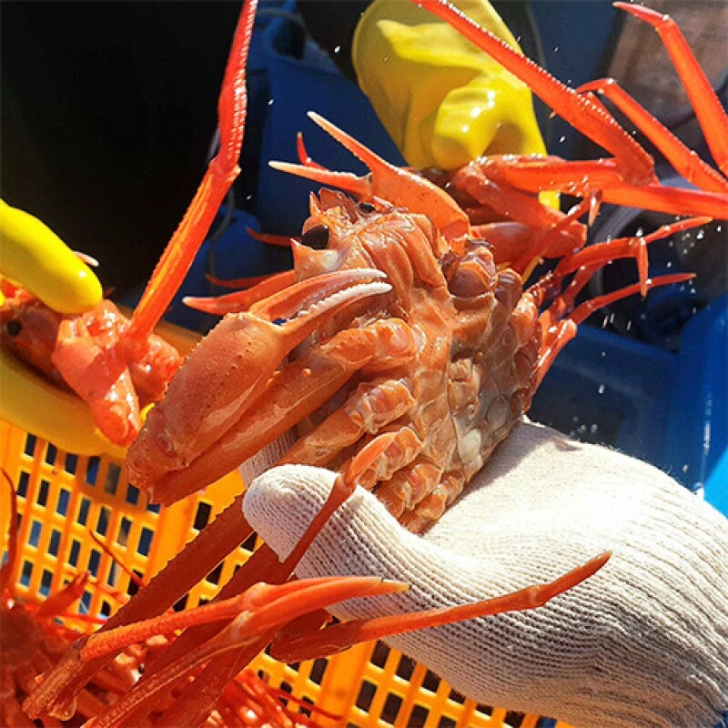 명품대게킹크랩, 대게, 킹크랩, 러시아대게, 백골뱅이, 흑골뱅이, 선어대게, 가리비, 선물세트,